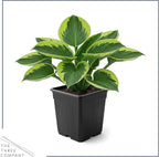 Live Perennial Hosta - Golden Tiara (3 Plants Per Pack) Beautiful Accent Plant, 10" Tall by 4" Wide in 1 Qt Pot