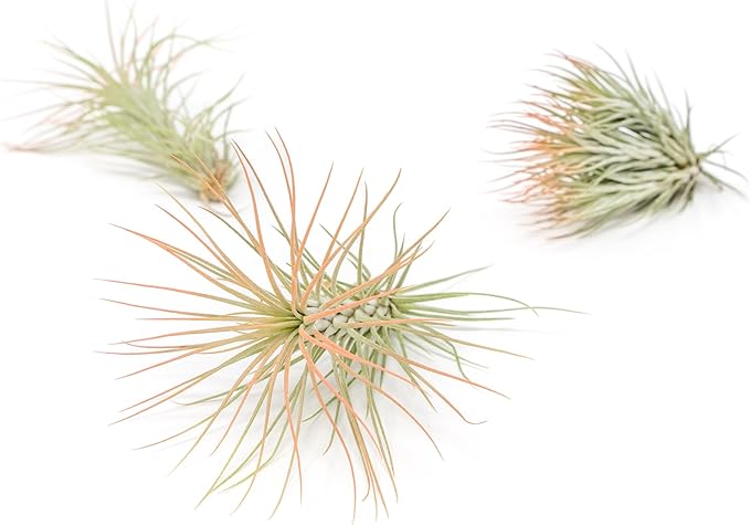 Coral Colorful Tillandsia Air Plants - Long Lasting Color Enhanced Live Tillandsia Succulent House Plants - Home and Garden Decor - Easy Care Indoor/Outdoor Plants (Funckiana, Single)