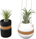 Live Air Plants with Decorative Black & White Air Plant Holder Duo (2-pack), Easy Plant Gift, Non-Toxic & Pet Friendly Plants, Air Plants Live Plants in Small Plant Pots, Home Decor by Plants for Pets