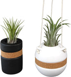 Live Air Plants with Decorative Black & White Air Plant Holder Duo (2-pack), Easy Plant Gift, Non-Toxic & Pet Friendly Plants, Air Plants Live Plants in Small Plant Pots, Home Decor by Plants for Pets