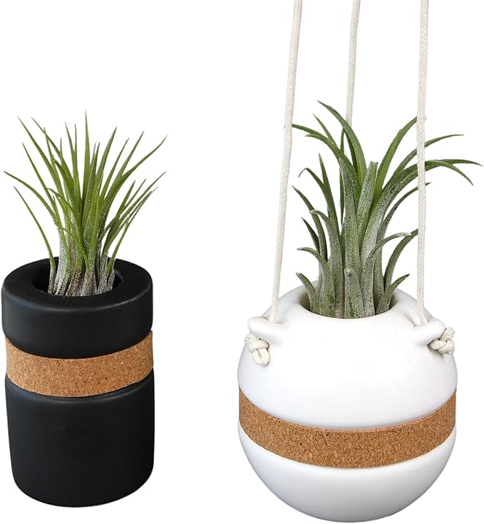 Live Air Plants with Decorative Black & White Air Plant Holder Duo (2-pack), Easy Plant Gift, Non-Toxic & Pet Friendly Plants, Air Plants Live Plants in Small Plant Pots, Home Decor by Plants for Pets