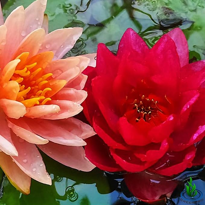 Live Water Lily Tuber Nymphaea James Brydon Pink Hardy Aquatic Plants for Aquarium Freshwater Fish Pond Garden