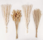 Natural Dried Pampas Grass Decor, White Pampas Grass， Bunny Tails Dried Flowers, Reed Grass Bouquet for Wedding Boho Flowers Home Table Decor, Rustic Farmhouse Party (100 in Total )