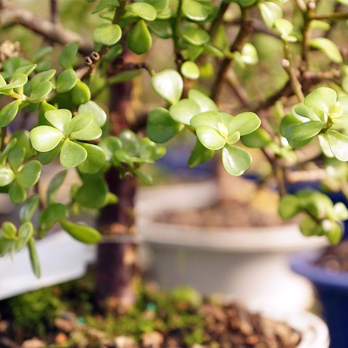 Brussel's Live Dwarf Jade Indoor Bonsai Tree - 5 Years Old; 8" to 12" Tall with Decorative Container, Green, Humidity Tray & Deco Rock