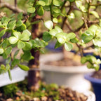 Brussel's Bonsai - Live Dwarf Jade Bonsai Tree in a Ceramic Bonsai Pot, Indoor Succulent Houseplant, 6 Years Old, 10-14 Inches Tall, Easy Care Plant for Home or Office (Large, Green)