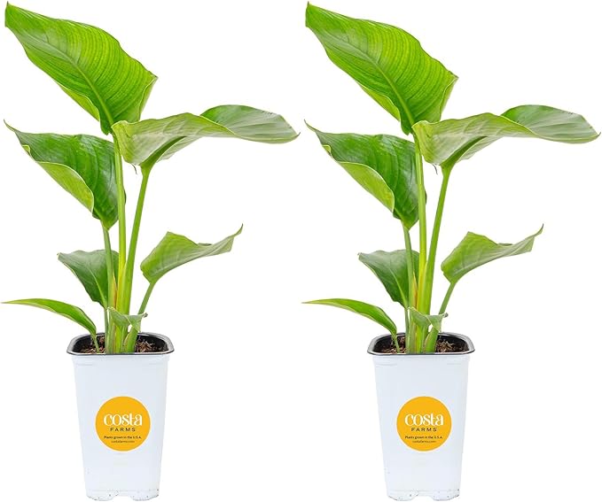 Costa Farms White Bird of Paradise Live Plant in Plastic Pot, Small Indoor Houseplant, Perfect for Home, Room, or Office Decor, Great House Warming or Birthday Gift, 16-24 Inches Tall