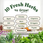 Seedboy Organic Non GMO 10 Herb Variety Pack: Basil, Cilantro, Mint, Oregano, Parsley, Thyme, Chives, Dill, Sage, Rosemary for Planting Indoor and Outdoor, USDA Certified (10 Herb Variety Pack)