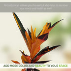 LEAL PLANTS ECUADOR Croton Peach (Pack of 2)| Vibrant Tropical Evergreen Indoor Plant | Natural Décor | Low Maintenance Houseplant for Bright Spaces | Live Decorative Croton Plant Live