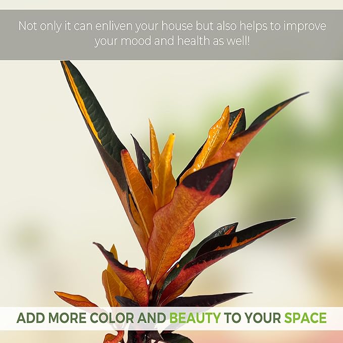 LEAL PLANTS ECUADOR Croton Peach (Pack of 2)| Vibrant Tropical Evergreen Indoor Plant | Natural Décor | Low Maintenance Houseplant for Bright Spaces | Live Decorative Croton Plant Live