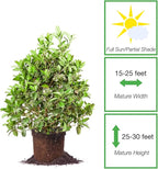 Perfect Plants Sweet Viburnum Shrub 3 Gallon | Live Shrubs for Outdoor Planting | Fast Growing Privacy Hedge | Fully Loaded Flowers Filled with Fragrance