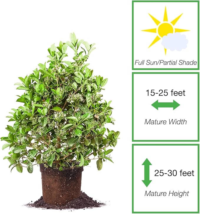 Perfect Plants Sweet Viburnum Shrub 3 Gallon | Live Shrubs for Outdoor Planting | Fast Growing Privacy Hedge | Fully Loaded Flowers Filled with Fragrance