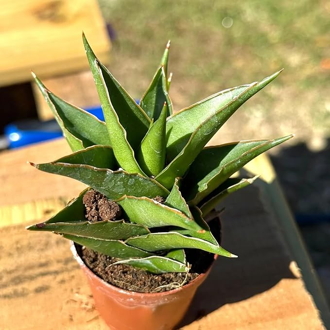 Sansevieria Green Pagoda Live Plant | Rare Snake Plant Cutting | House Plants for Beginner | Mother in Law Tongue Indoor Houseplants Gifts (Heat Pack Included)