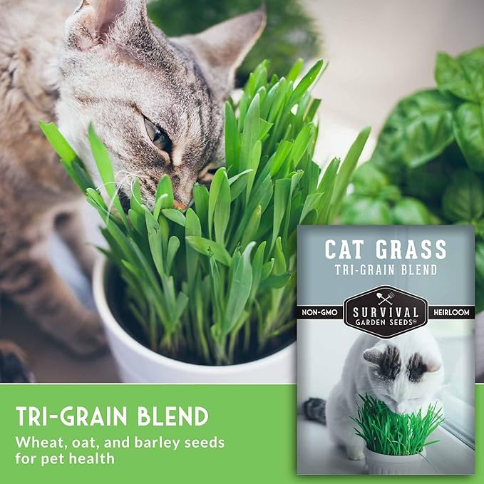 Cat Grass Seeds for Planting – Grow Pet Greens Indoors or Outdoors – Heirloom Non-GMO Tri Grain Blend – Survival Garden Seeds (5 Pack, Seed Only)