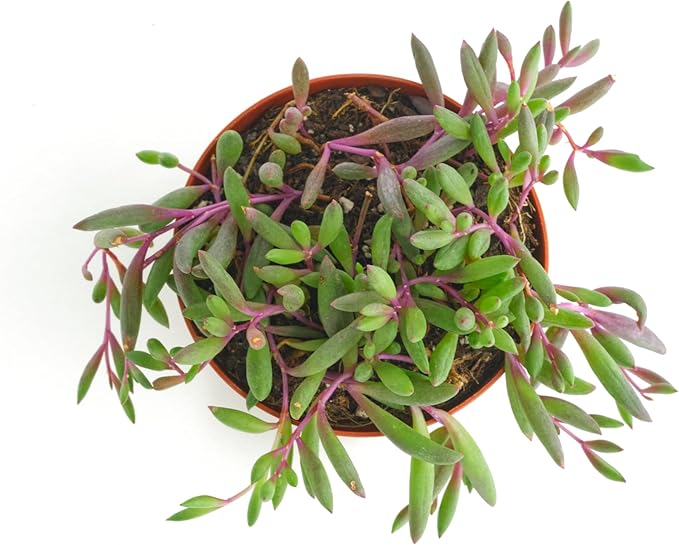 Shop Succulents Ruby Necklace Hanging Succulent, Othonna Capensis, Fully Rooted Live 4" Succulent Plant, Low Maintenance Indoor Plant, Trailing Succulents, Gift & Garden