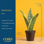 Costa Farms Snake Plant, Live Plant in Decor Pot, Easy to Maintain, Small Air Purifying Succulent Indoor Houseplant, Assorted Variety, Perfect for Home, Room, or Office, 8-12 Inches Tall, Pack of 2