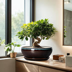 SQOWL Bonsai Planter 12 Inch - Ceramic Succulent Pots Large, Round Shallow Plant Pots Indoor with Drainage Hole and Saucer, Bowl Planter Outdoor for Flower, Room Decor, Housewarming Gifts, Blue-Brown