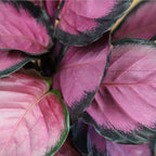 Purple Prayer Plant (Calathea Roseopicta) in 6" Grower Pot, Pet Friendly Houseplant, Live Prayer Plants & Decorative Air Purifying Indoor Houseplants by Plants for Pets