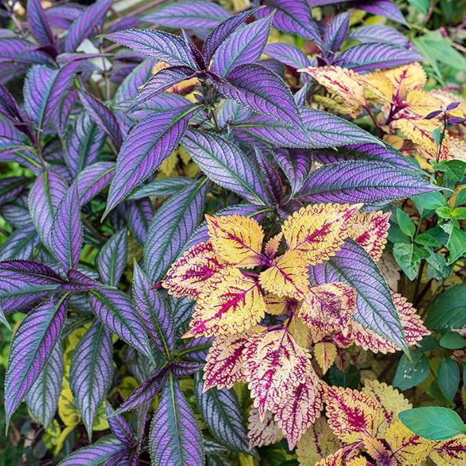 Persian Shield Live Plants | Pack of 2 (Two) | 5-9 Inch Strobilanthes Dyerianus | Royal Purple | Iridescent Metallic Foliage for Shade Garden or Indoor Houseplant
