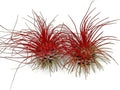 Thin Air Plant, Guatemala Tillandsia Live Airplant, Healthy Arrival Guaranteed, Great Indoor Plant, Home Decor & Gift (2 Red)