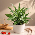 Variegated Spathiphyllum 'Domino' (4 inch) - Air-Purifying Houseplants - 4/6 inch Unique Live Decorative Houseplants - Low-Maintenance Indoor Plants, House Warming Gift, Natural Air Purifier