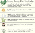 Clovers Garden Dinosaur Kale Plants - Two (2) Live Plants – Non-GMO - Not Seeds - Each 4" to 8" Tall – in 4" Inch Pots - Heirloom, Frost Tolerant