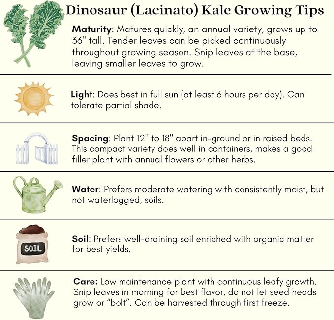 Clovers Garden Dinosaur Kale Plants - Two (2) Live Plants – Non-GMO - Not Seeds - Each 4" to 8" Tall – in 4" Inch Pots - Heirloom, Frost Tolerant