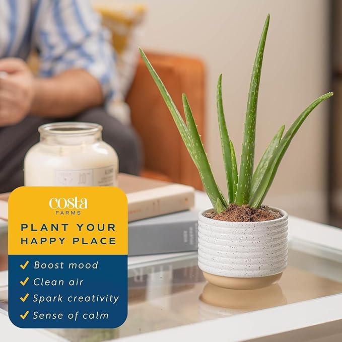 Costa Farms Aloe Vera Live Plants in Plastic Pots, Easy to Maintain, Air Purifying Indoor Succulents, Houseplants for Home, Room, or Office Decor, House Warming or Birthday Gift, 12-18, Pack of 2