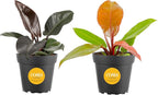 Costa Farms Philodendron Live Plant in Decorative Pot, Air Purifying Indoor Houseplant, Assorted Variety, Home, Room, or Office Decor, House Warming or Birthday Gift, 12-18 Inches Tall, Pack of 2