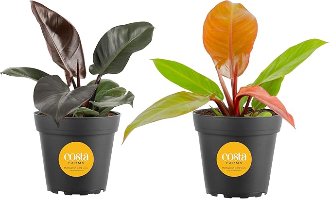 Costa Farms Philodendron Live Plant in Decorative Pot, Air Purifying Indoor Houseplant, Assorted Variety, Home, Room, or Office Decor, House Warming or Birthday Gift, 12-18 Inches Tall, Pack of 2