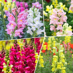 Groundio 1500+ Tetra Mix Snapdragon Seeds for USDA 1-12 Planting, 18-24’’ Tall Snap Dragon Mix, Annual Wildflower Seeds, Ideal for Garden, Containers (Antirrhinum Majus)