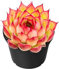 Sprout N Green Echeveria Firefly, Live Rare Succulent Potted 2" Planter, Real House Plant for Party Favors Home Indoor Outdoor Garden Wedding Decoration DIY Projects, Easy to Care, Pet-Friendly