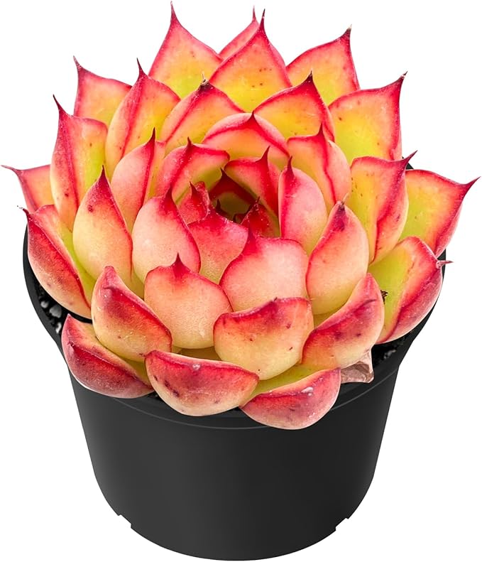 Sprout N Green Echeveria Firefly, Live Rare Succulent Potted 2" Planter, Real House Plant for Party Favors Home Indoor Outdoor Garden Wedding Decoration DIY Projects, Easy to Care, Pet-Friendly