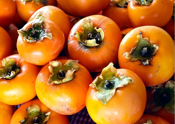 American Persimmon Seeds for Planting Outdoors | Non GMO Heirloom Fruit Seeds (50 Seeds)