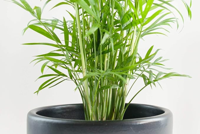 Neanthe Bella Parlor Palm - 5 Live Plants in 6 Inch Pots - Chamaedorea Elegans - Beautiful Clean Air Indoor Houseplant