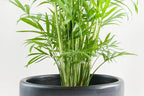 Neanthe Bella Parlor Palm - Live Plant in a 6 Inch Pot - Chamaedorea Elegans - Beautiful Clean Air Indoor Houseplant