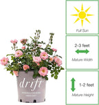 Perfect Plants Blushing Drift Rose Bush in 1 Gallon Grower's Pot | Compact Flowering Ground Cover | Live Bush with Ruffled Pink Flowers | Easy to Grow for Outdoor Landscapes or Container | Zones 4-11