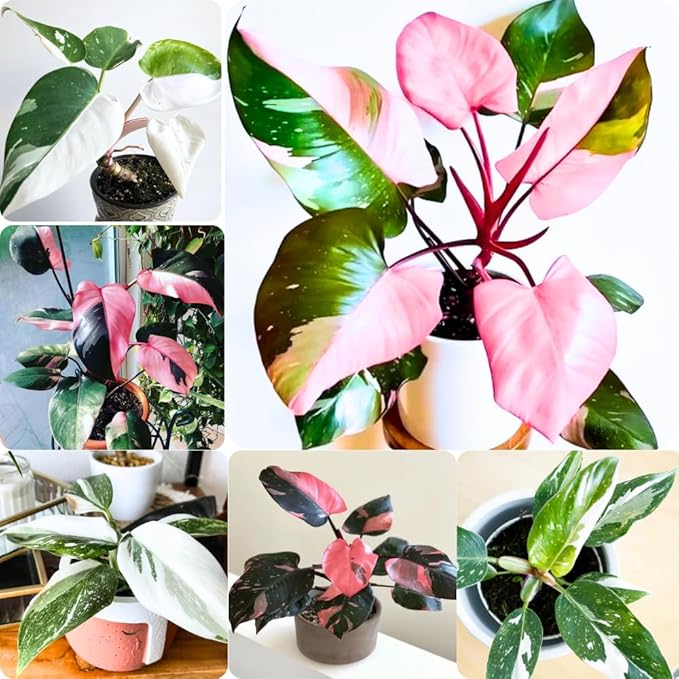 Princess Philodendron Plant, Rare Tropical Variegated Live Indoor Houseplant, 5-8" Tall, No Pot (Mixed Princess Philodendron Plants)