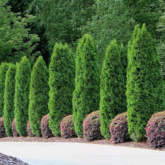 Brighter Blooms - Emerald Green Arborvitae, 5-6 ft. - No Shipping to AK, AZ, HI, OR
