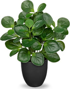 Villa Como 14.5" Artificial Plants Indoor Home Decor, Fake Potted Silk Plants for Shelves Living Room Decorative, Small Artificial Office Desk Plants in Pots, Faux Peperomia Hope Tropical House Plant