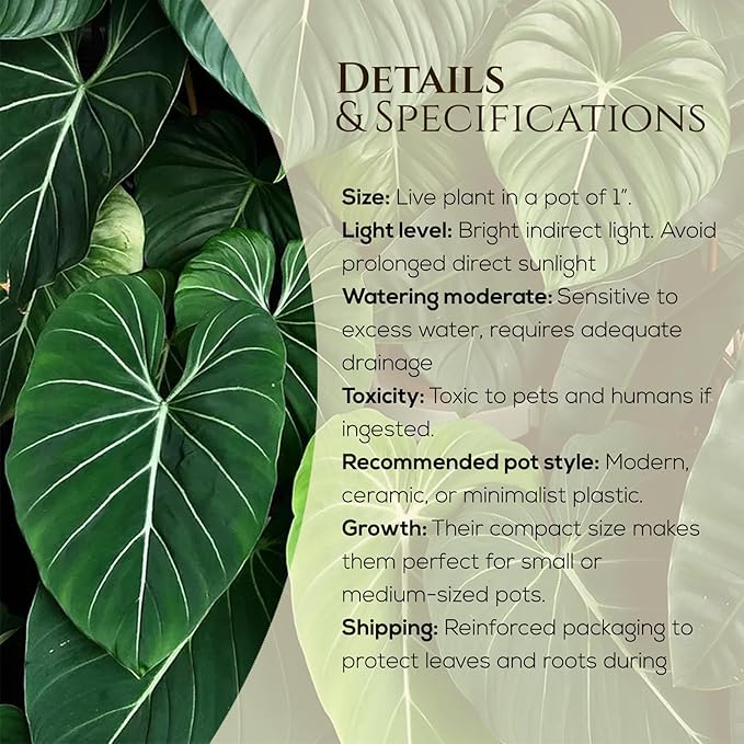 Philodendron Gloriosum Plant (4 Pack) Live Starter Plug Plants, Rare Indoor Tropical Houseplants, Velvet Leaf Philodendron, Easy Care Foliage Plants Live