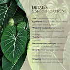 Philodendron Gloriosum Plant (4 Pack) Live Starter Plug Plants, Rare Indoor Tropical Houseplants, Velvet Leaf Philodendron, Easy Care Foliage Plants Live