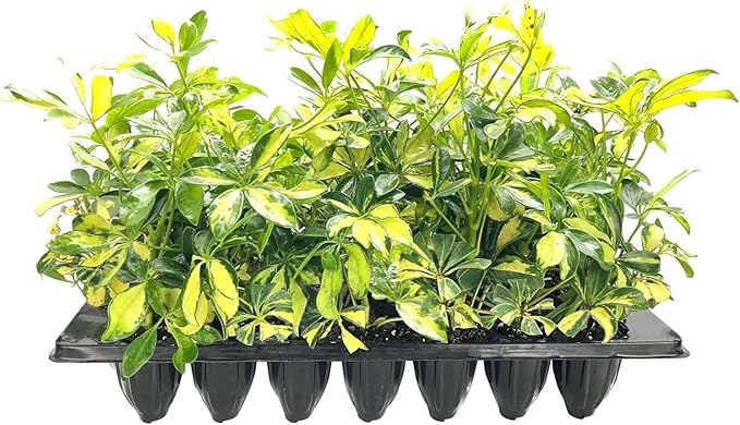 Arboricola Variegated Schefflera Trinette I 3 Live Plants I Vibrant Green & Yellow Foliage, Easy-Care Indoor & Outdoor Plant, Air-Purifying, Ideal for Home