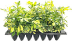 Arboricola Variegated Schefflera Trinette I 3 Live Plants I Vibrant Green & Yellow Foliage, Easy-Care Indoor & Outdoor Plant, Air-Purifying, Ideal for Home