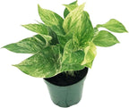 Live Pothos Plant - Epipremnum aureus ‘Marble Queen Pothos’ - ragnaroc Tropical Plant 5-8” Tall - 2ct Live Arrival Guaranteed - Low Maintenance House Plants for Home Decor & Gift