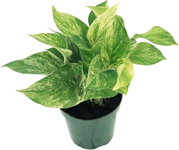 Live Pothos Plants - Epipremnum aureus Golden Pothos and ‘Marble Queen Pothos’ Bundle - ragnaroc Tropical Plant 5-8” Tall - 2ct Live Arrival Guaranteed - House Plants for Home Decor & Gift