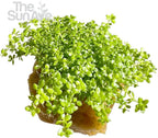 Dwarf Baby Tears Hemianthus Callitrichoides HC Live Aquarium Plants Freshwater Fish Tank