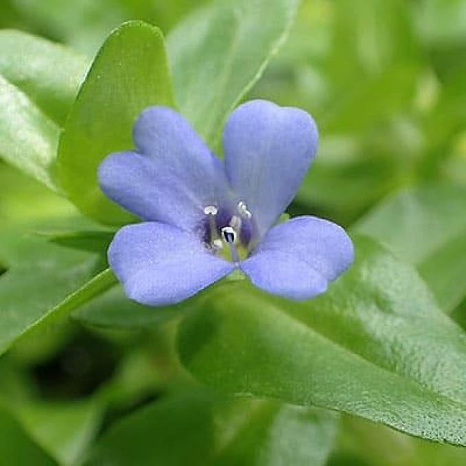 Chalily Lemon Bacopa, a Great Live Pond Plant for Your Water Garden. Filters koi and Goldfish Ponds. Good for Bogs, Plant Shelf or Shallow Water This marginal Aquatic is a Real Beauty