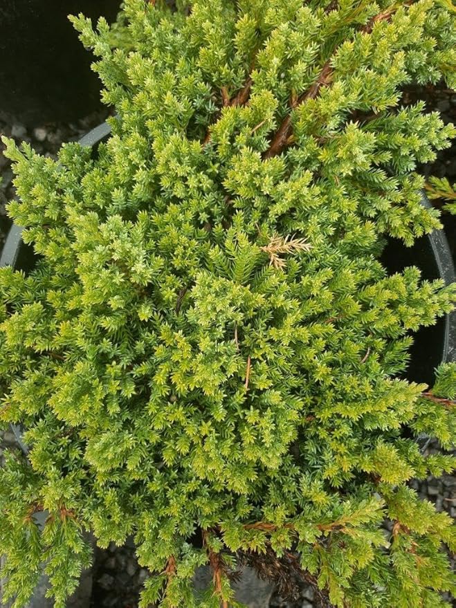 RedCrocus Greenmound Juniper – Evergreen Ground Cover, Drought Tolerant, Pet Safe, Suitable for Containers & Landscaping, Zone 5-9 3 Gallon