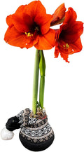 Waxed Amaryllis Bulb - Decorative Black Sweater, Red Blooms - Easy Care - No Watering Needed!