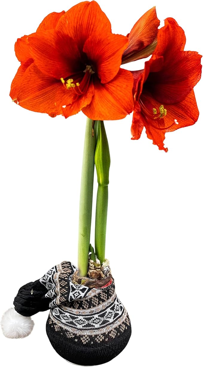 Waxed Amaryllis Bulb - Decorative Black Sweater, Red Blooms - Easy Care - No Watering Needed!